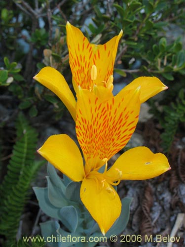 Image of Alstroemeria pseudospatulata (Repollito amarillo). Click to enlarge parts of image.