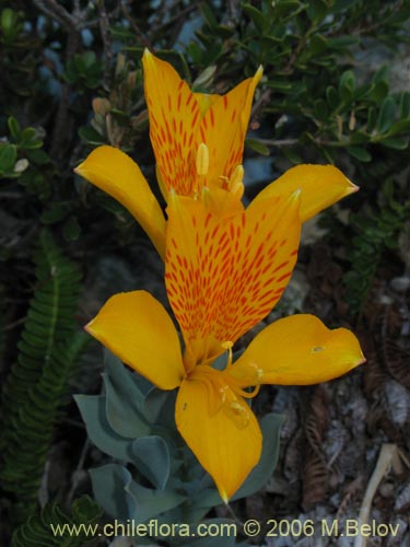 Фотография Alstroemeria pseudospatulata (Repollito amarillo). Щелкните, чтобы увеличить вырез.
