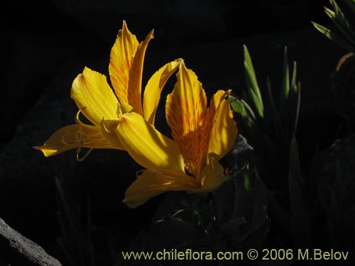 Image of Alstroemeria pseudospatulata (Repollito amarillo). Click to enlarge parts of image.