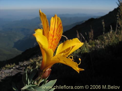 Imágen de Alstroemeria pseudospatulata (Repollito amarillo). Haga un clic para aumentar parte de imágen.