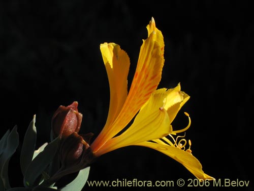 Bild von Alstroemeria pseudospatulata (Repollito amarillo). Klicken Sie, um den Ausschnitt zu vergrössern.