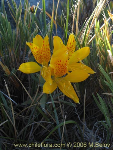 Bild von Alstroemeria pseudospatulata (Repollito amarillo). Klicken Sie, um den Ausschnitt zu vergrössern.