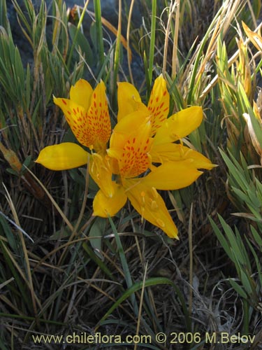 Image of Alstroemeria pseudospatulata (Repollito amarillo). Click to enlarge parts of image.