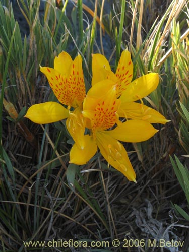 Image of Alstroemeria pseudospatulata (Repollito amarillo). Click to enlarge parts of image.