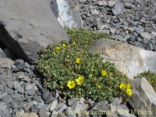 Oxalis sp. #1491の写真