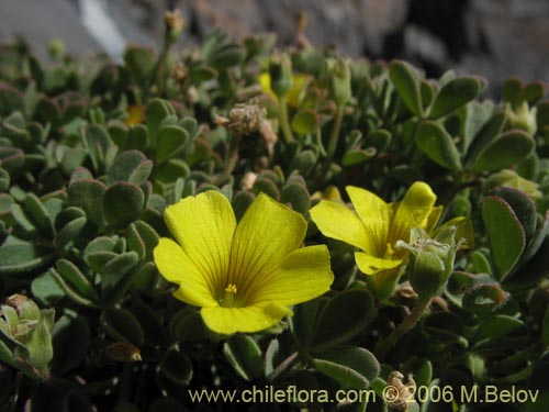 Image of Oxalis sp.   #1491 (). Click to enlarge parts of image.