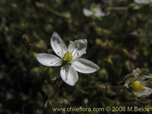 Spergularia sp. #1701の写真