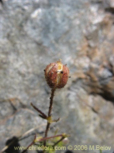 Image of Spergularia sp. #1701 (). Click to enlarge parts of image.