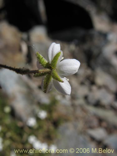 Spergularia sp. #1701の写真