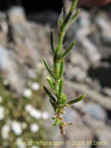 Spergularia sp. #1701の写真