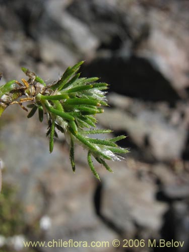 Spergularia sp. #1701の写真