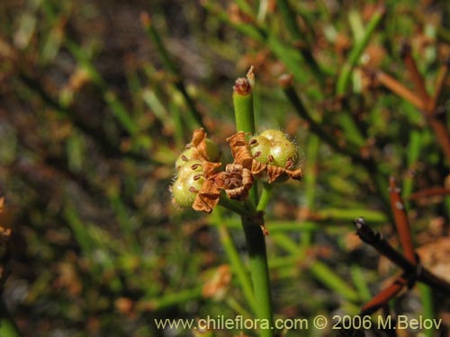 Фотография Discaria articulata (). Щелкните, чтобы увеличить вырез.