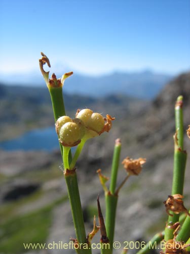 Image of Discaria articulata (). Click to enlarge parts of image.