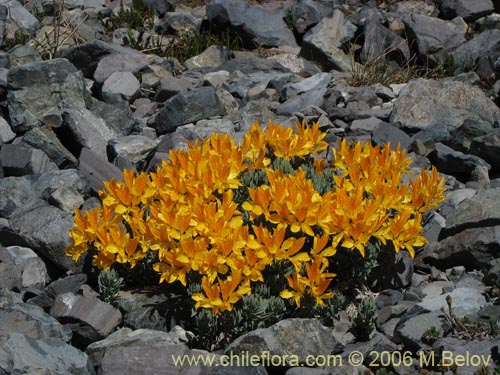 Image of Alstroemeria pseudospatulata (Repollito amarillo). Click to enlarge parts of image.