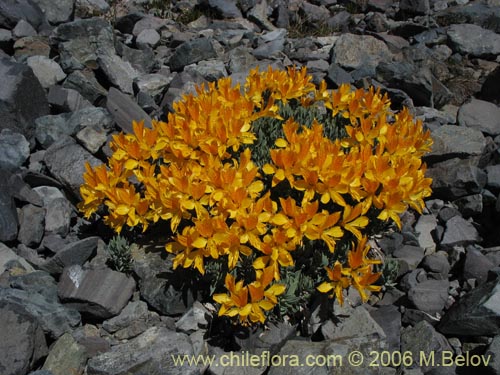 Imágen de Alstroemeria pseudospatulata (Repollito amarillo). Haga un clic para aumentar parte de imágen.