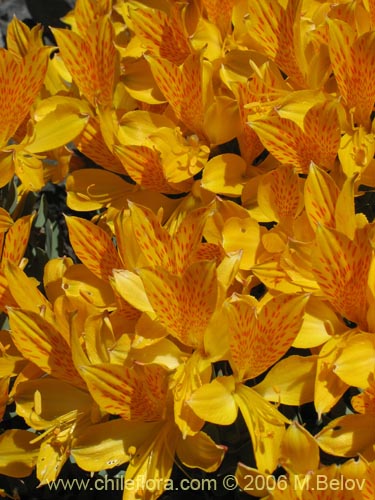 Bild von Alstroemeria pseudospatulata (Repollito amarillo). Klicken Sie, um den Ausschnitt zu vergrössern.