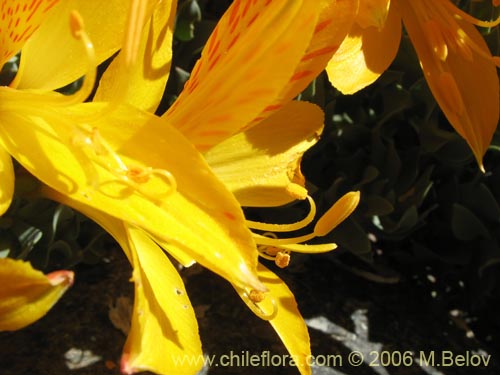 Bild von Alstroemeria pseudospatulata (Repollito amarillo). Klicken Sie, um den Ausschnitt zu vergrössern.