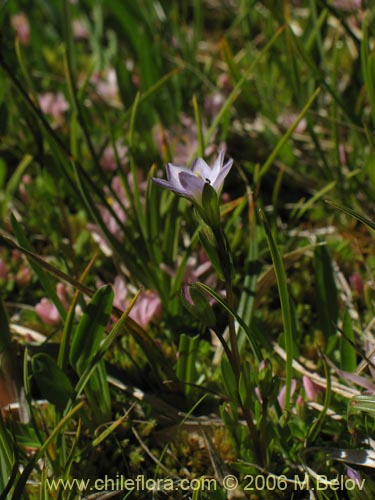 Gentianella magellanica의 사진