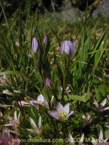 Gentianella magellanica的照片