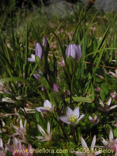 Фотография Gentianella magellanica (). Щелкните, чтобы увеличить вырез.