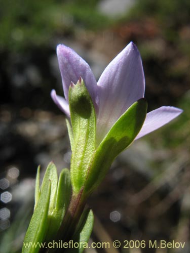 Фотография Gentianella magellanica (). Щелкните, чтобы увеличить вырез.