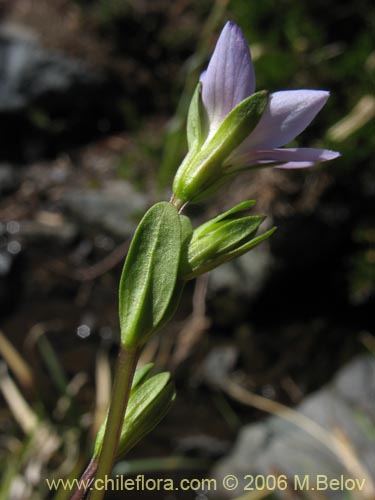 Фотография Gentianella magellanica (). Щелкните, чтобы увеличить вырез.