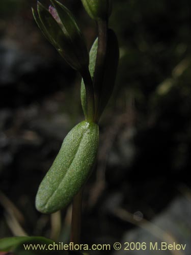 Image of Gentianella magellanica (). Click to enlarge parts of image.