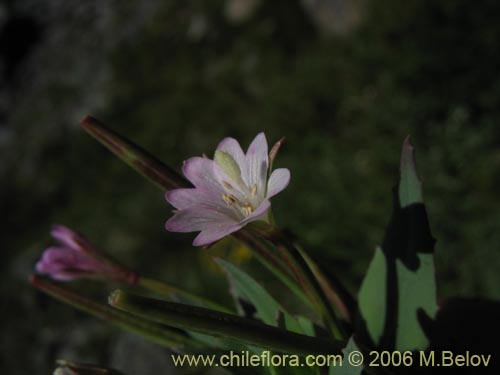 Epilobium sp. #1579의 사진