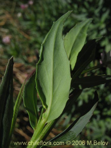 Bild von Epilobium sp. #1579 (). Klicken Sie, um den Ausschnitt zu vergrössern.