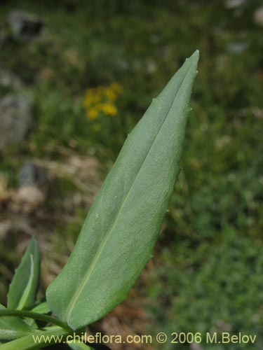 Epilobium sp. #1579의 사진