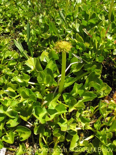 Imágen de Caltha sagittata (Maillico). Haga un clic para aumentar parte de imágen.