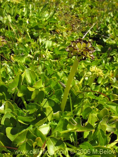 Bild von Caltha sagittata (Maillico). Klicken Sie, um den Ausschnitt zu vergrössern.