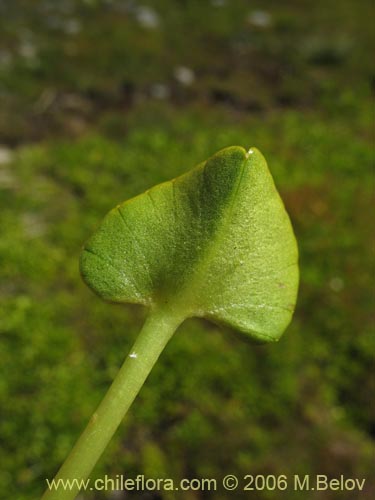 Bild von Caltha sagittata (Maillico). Klicken Sie, um den Ausschnitt zu vergrössern.