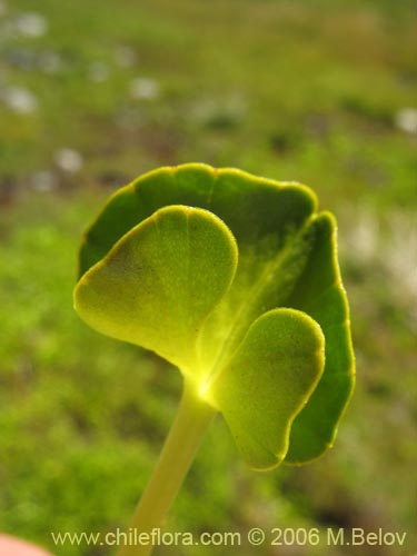 Imágen de Caltha sagittata (Maillico). Haga un clic para aumentar parte de imágen.