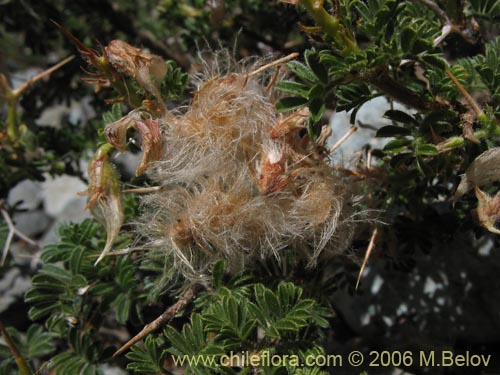 Bild von Adesmia sp. #2765 (). Klicken Sie, um den Ausschnitt zu vergrössern.