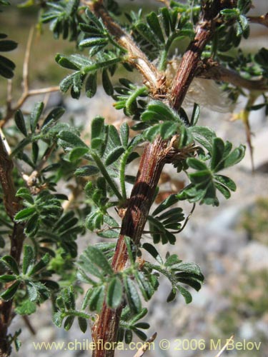 Imágen de Adesmia sp. #2765 (). Haga un clic para aumentar parte de imágen.