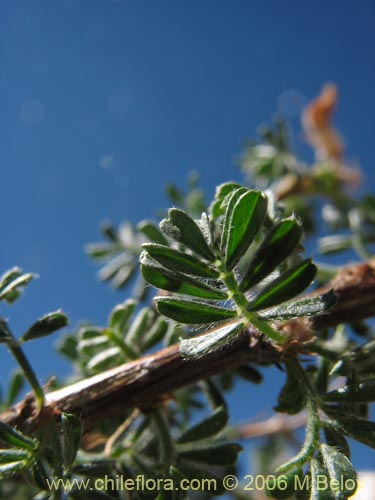 Bild von Adesmia sp. #2765 (). Klicken Sie, um den Ausschnitt zu vergrössern.