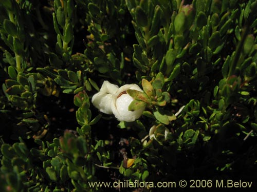 Image of Gaultheria caespitosa (Murtillo). Click to enlarge parts of image.