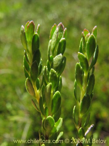 Imágen de Gaultheria caespitosa (Murtillo). Haga un clic para aumentar parte de imágen.