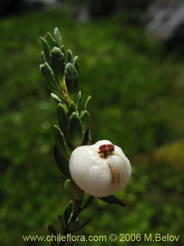 Imágen de Gaultheria caespitosa (Murtillo). Haga un clic para aumentar parte de imágen.