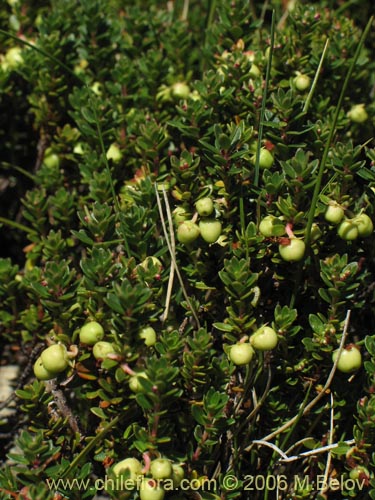 Фотография Gaultheria pumila (Chaura). Щелкните, чтобы увеличить вырез.