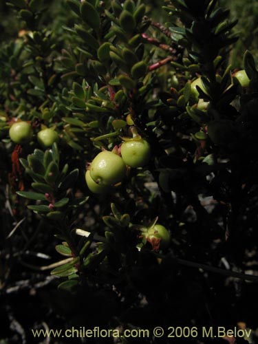 Imágen de Gaultheria pumila (Chaura). Haga un clic para aumentar parte de imágen.