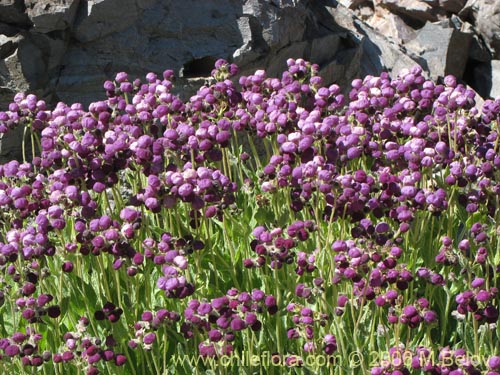 Imágen de Calceolaria arachnoidea (Capachito morado). Haga un clic para aumentar parte de imágen.