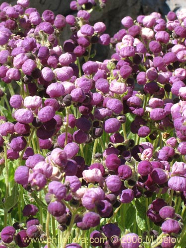 Image of Calceolaria arachnoidea (Capachito morado). Click to enlarge parts of image.