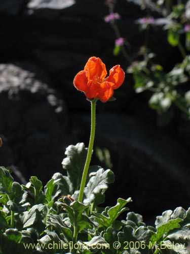 Фотография Loasa lateritia (Loasa roja). Щелкните, чтобы увеличить вырез.