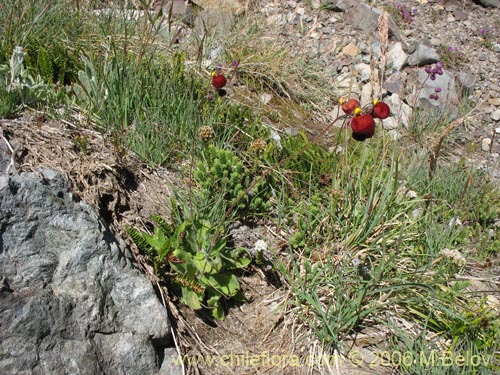 Image of Calceolaria arachnoidea-x-C.-corymbosa,-hybrido (Capachito). Click to enlarge parts of image.