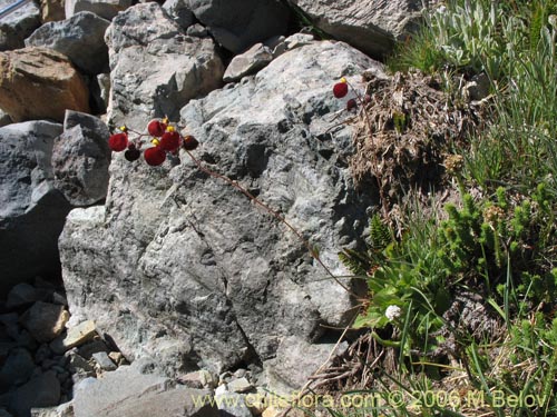 Image of Calceolaria arachnoidea-x-C.-corymbosa,-hybrido (Capachito). Click to enlarge parts of image.