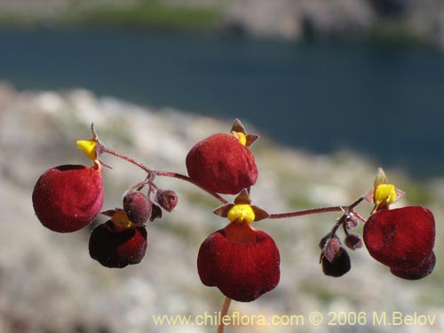 Image of Calceolaria arachnoidea-x-C.-corymbosa,-hybrido (Capachito). Click to enlarge parts of image.