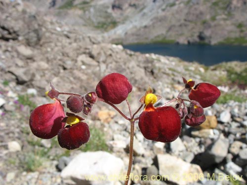 Imágen de Calceolaria arachnoidea-x-C.-corymbosa,-hybrido (Capachito). Haga un clic para aumentar parte de imágen.