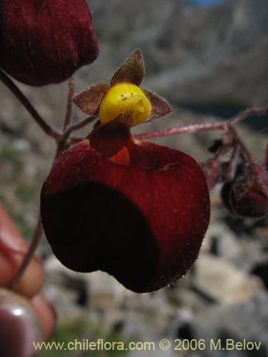 Image of Calceolaria arachnoidea-x-C.-corymbosa,-hybrido (Capachito). Click to enlarge parts of image.